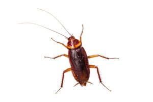 Pest Controllers in Surfers Paradise - Cockroach